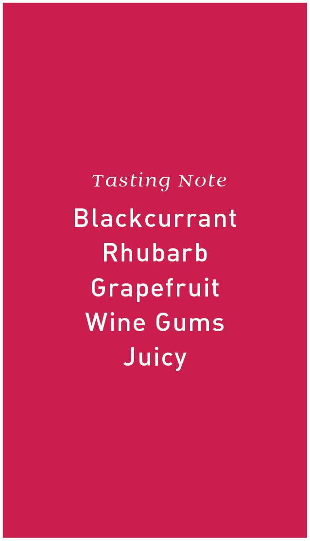 Kenya KII AB Fully Washed