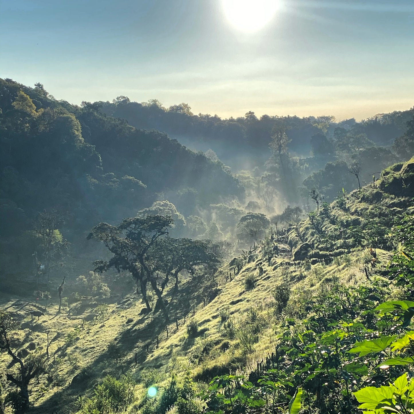 coffee bean Mexico COE #7 Cafetal el Equimite farm