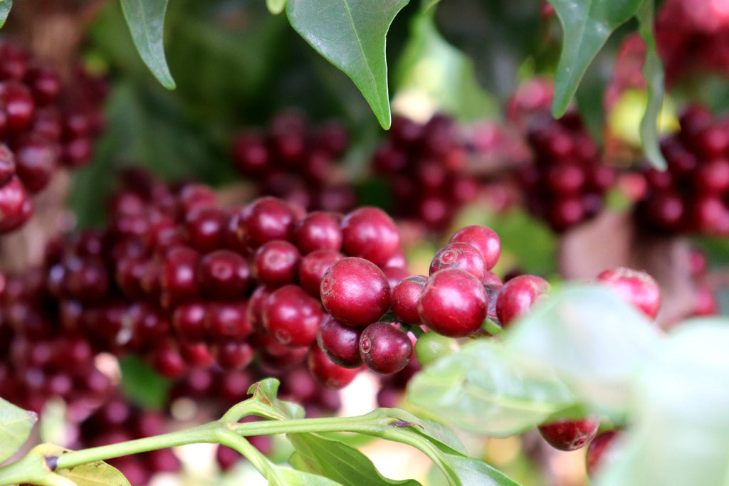 Brazil Fazenda Guariroba coffee farm