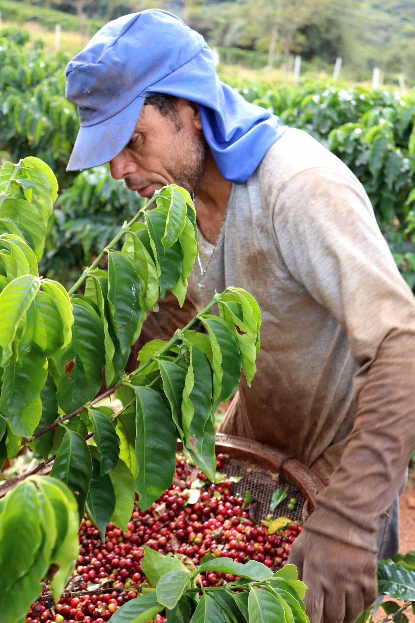 Brazil Fazenda Guariroba coffee farmer