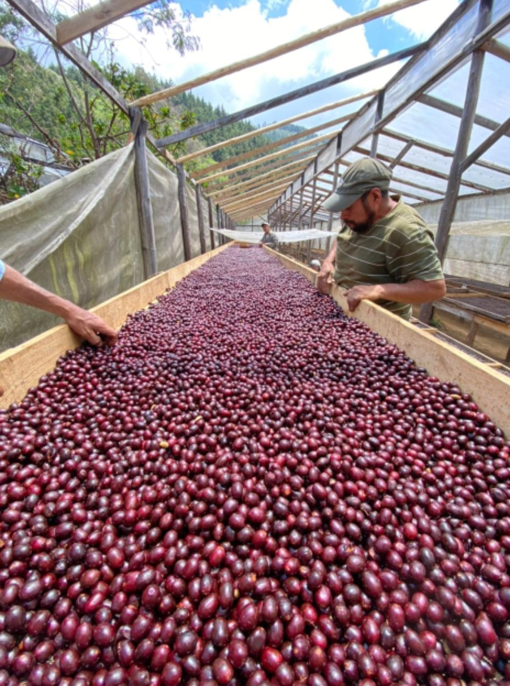 El Salvador 2022 COE#1 El Conacaste coffee farm cherry