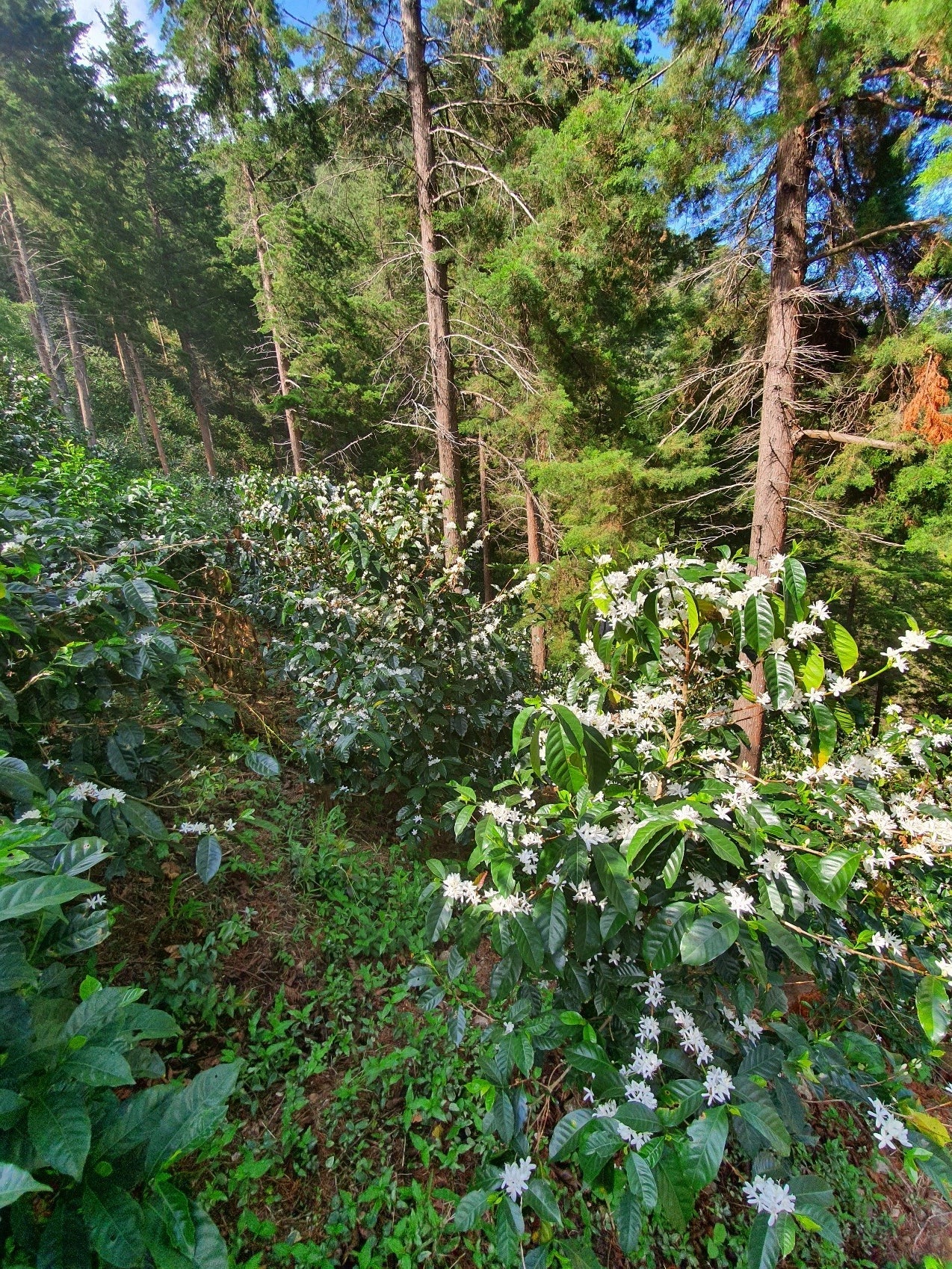 El Salvador Finca El Conacaste Private Auction Lot "Mystic Mirage"