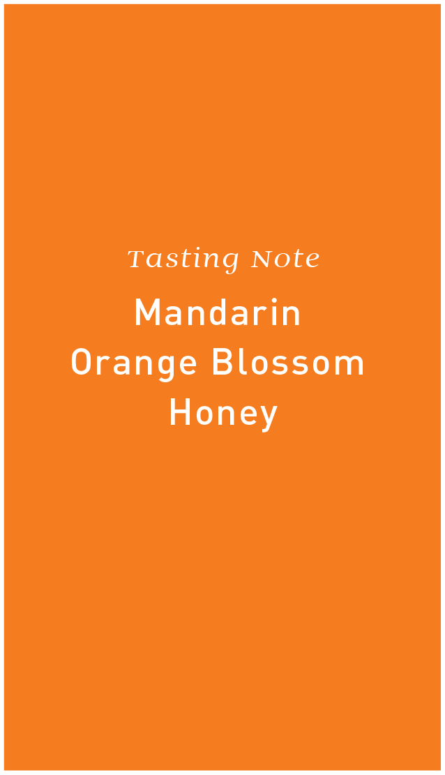 Colombia Finca Santa Monica Castillo Natural Mandarin Infusion