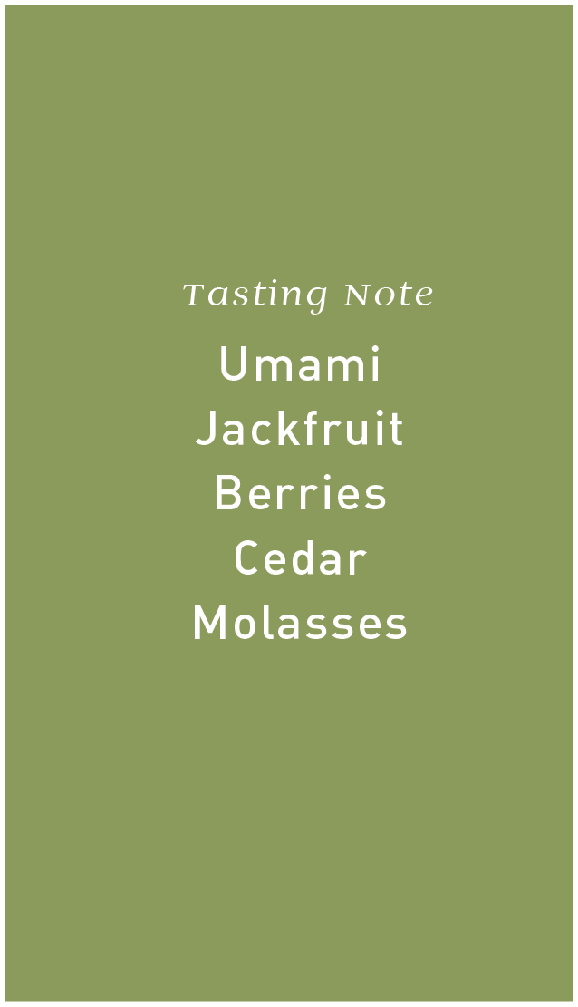 Green Studio Caffeine Roastery tasting notes card with umami, jackfruit, berries, cedar, molasses