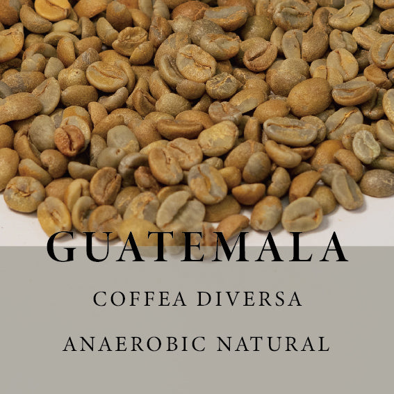 [Green] Guatemala Coffee Diversa Sudan Rume Anaerobic