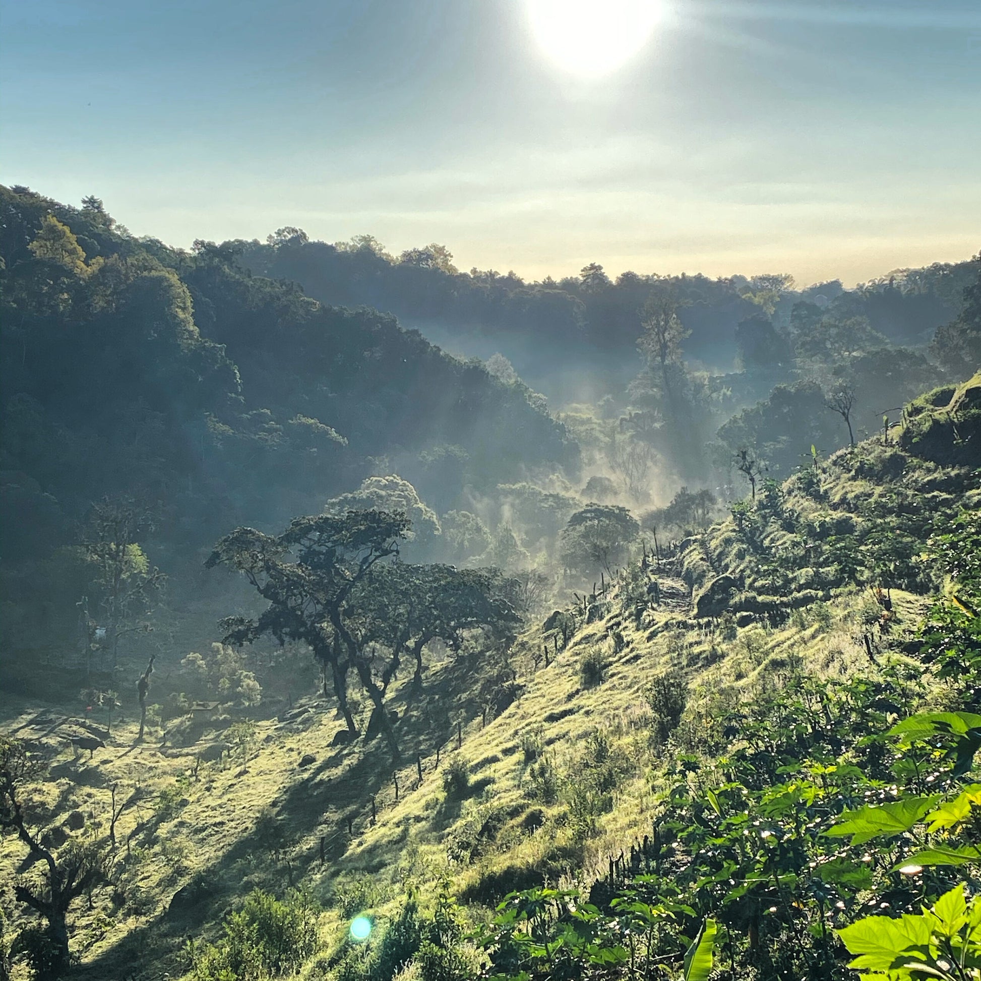 coffee bean Mexico COE #7 Cafetal el Equimite farm