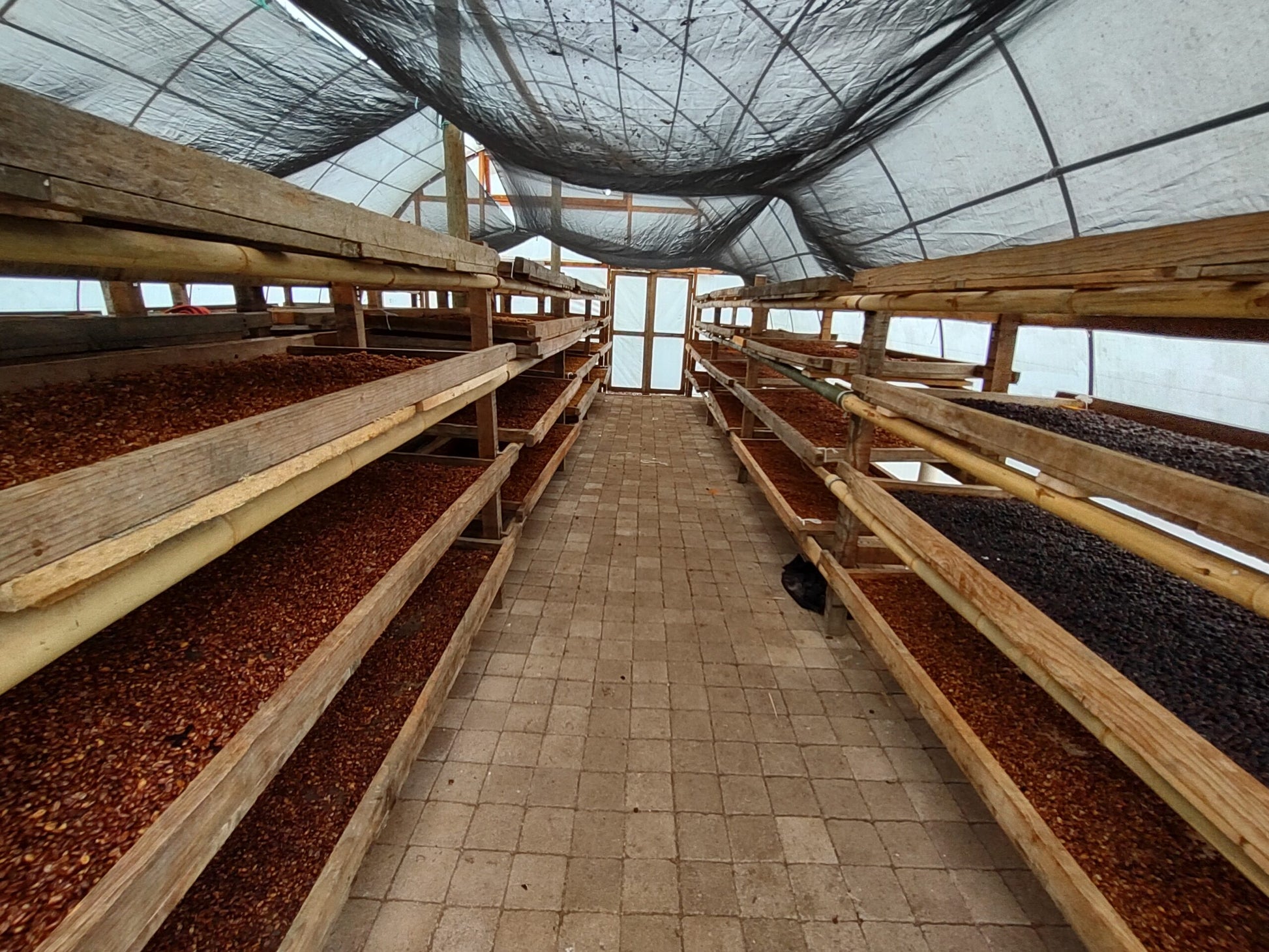 coffee bean Mexico COE #7 Cafetal el Equimite farm 2