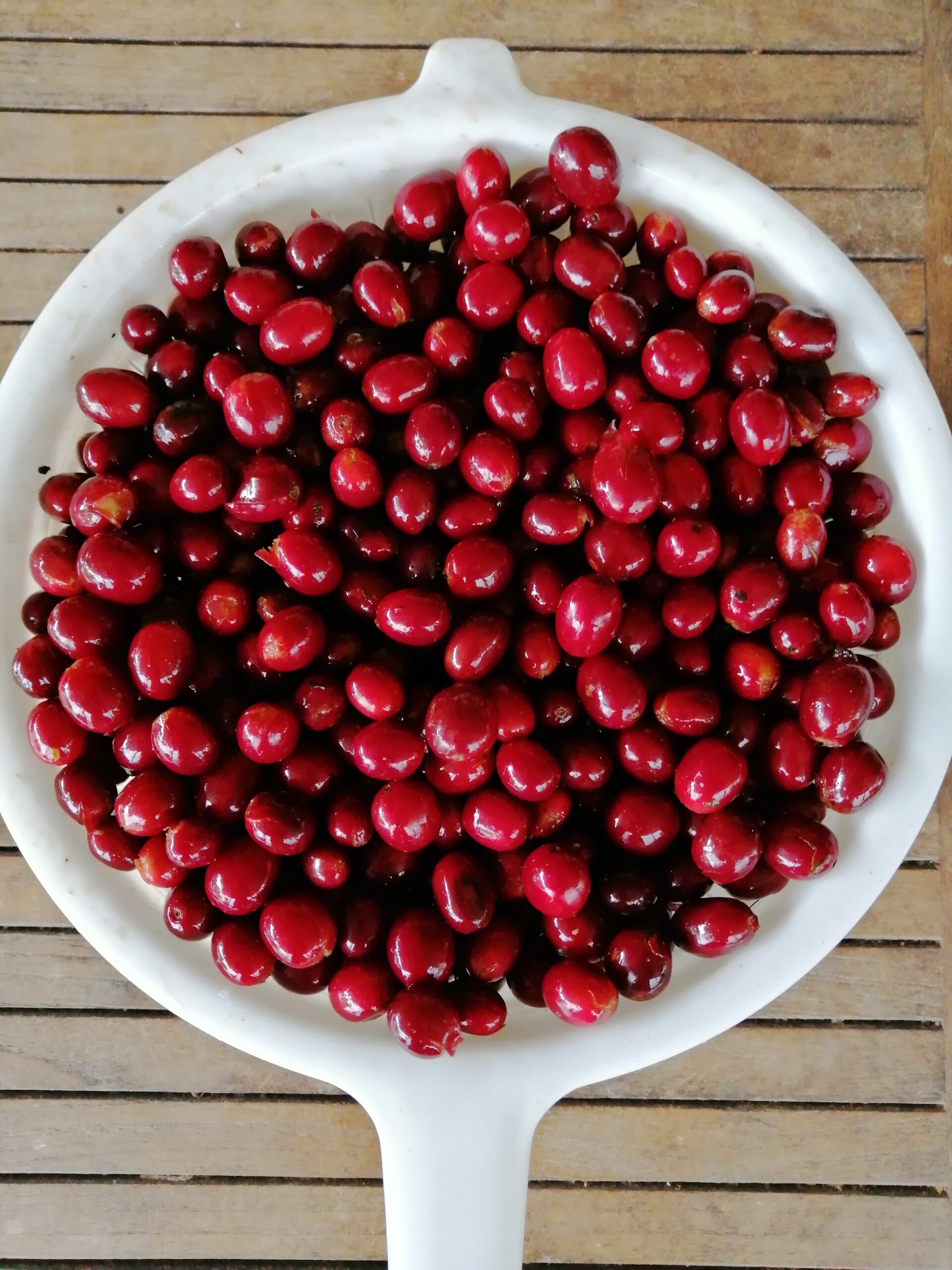 coffee bean Mexico COE #7 Cafetal el Equimite farm 2