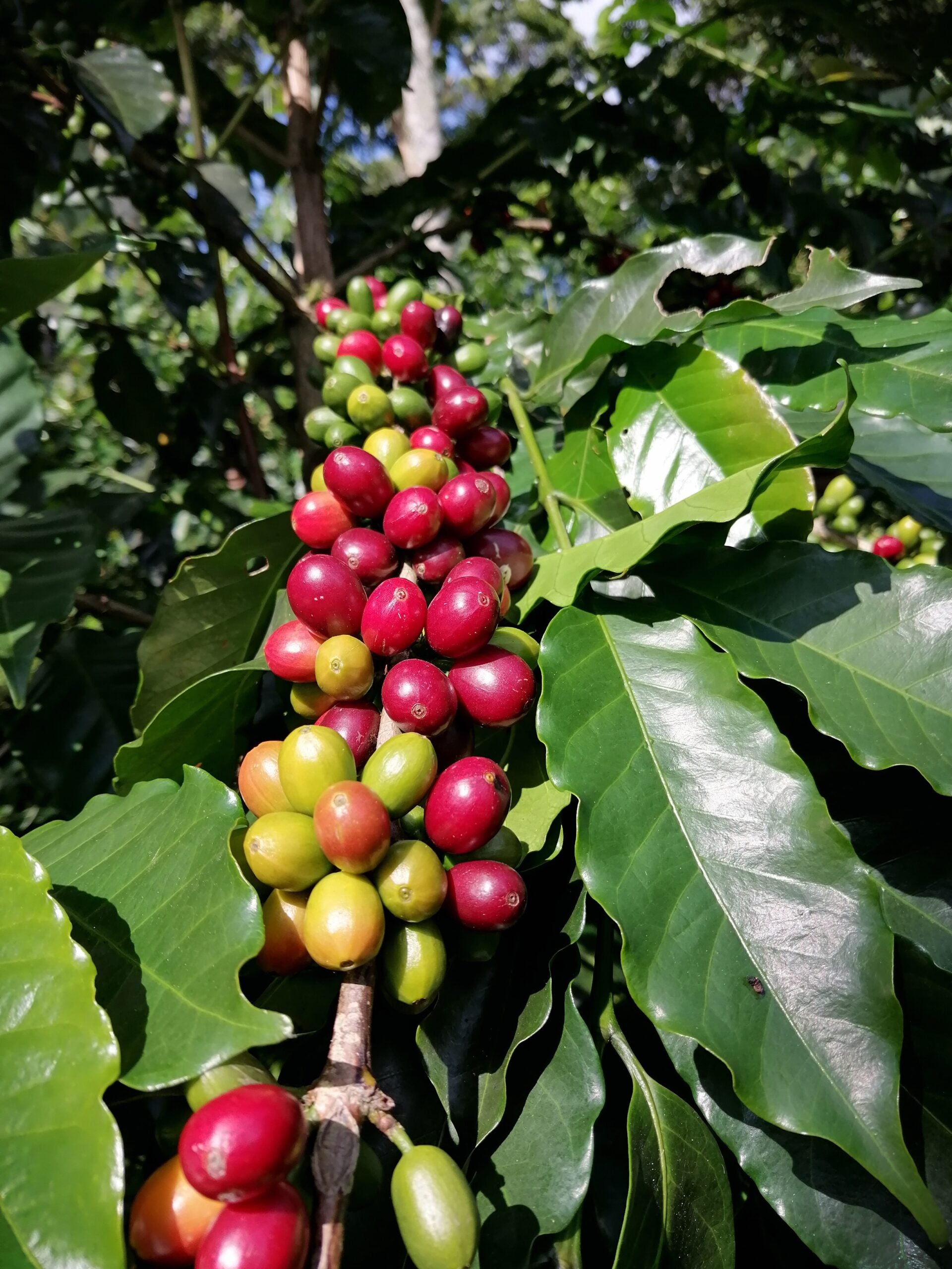 coffee bean Mexico COE #7 Cafetal el Equimite farm 3