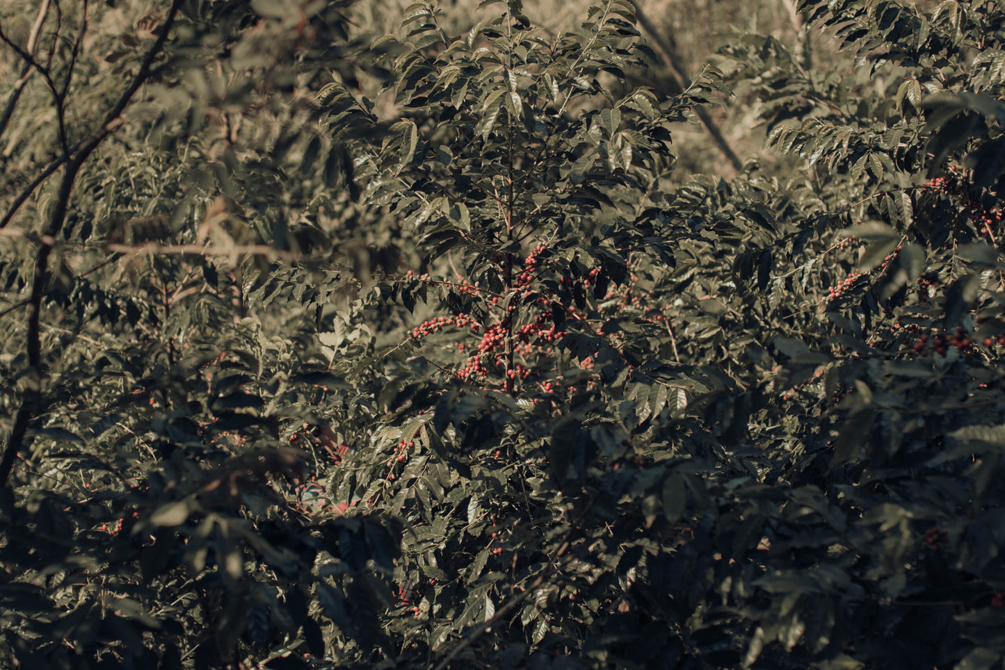 coffee bean Mexico COE #7 Cafetal el Equimite farm 4