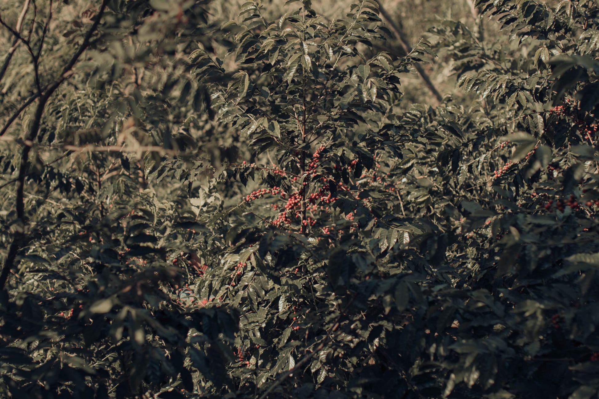 coffee bean Mexico COE #7 Cafetal el Equimite farm 4