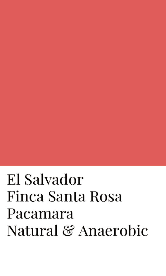 เอลซัลวาดอร์ ฟินกา ซานตา โรซา ปาคามารา 