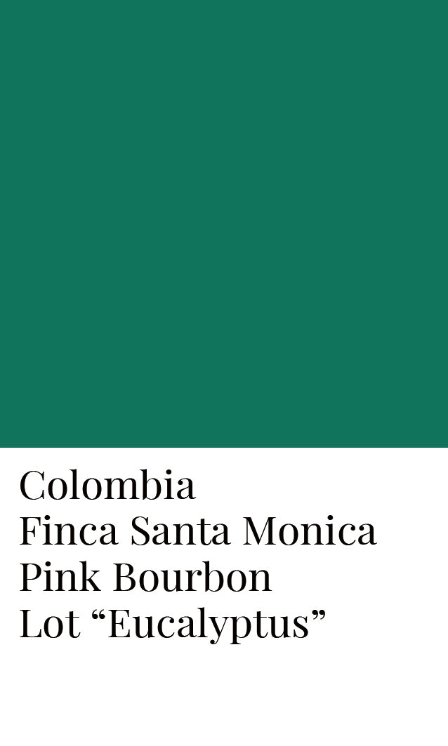 ล็อต "ยูคาลิปตัส" - โคลอมเบีย Finca Santa Monica Pink Bourbon Honey