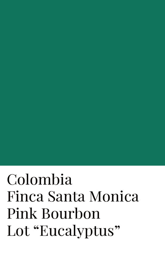 ล็อต "ยูคาลิปตัส" - โคลอมเบีย Finca Santa Monica Pink Bourbon Honey