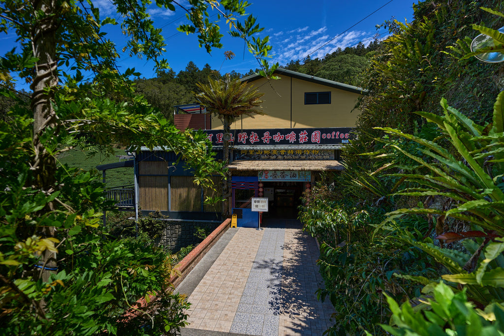 Taiwan Alishan Melastoma Coffee Estate Geisha Natural