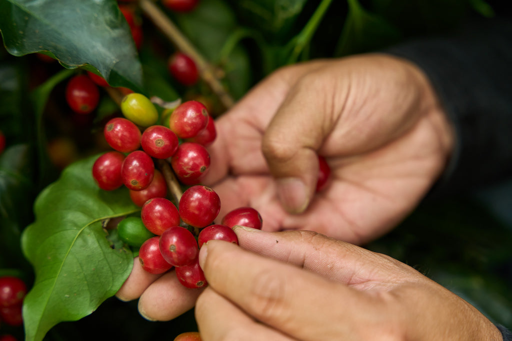Taiwan Alishan Melastoma Coffee Estate Geisha Natural