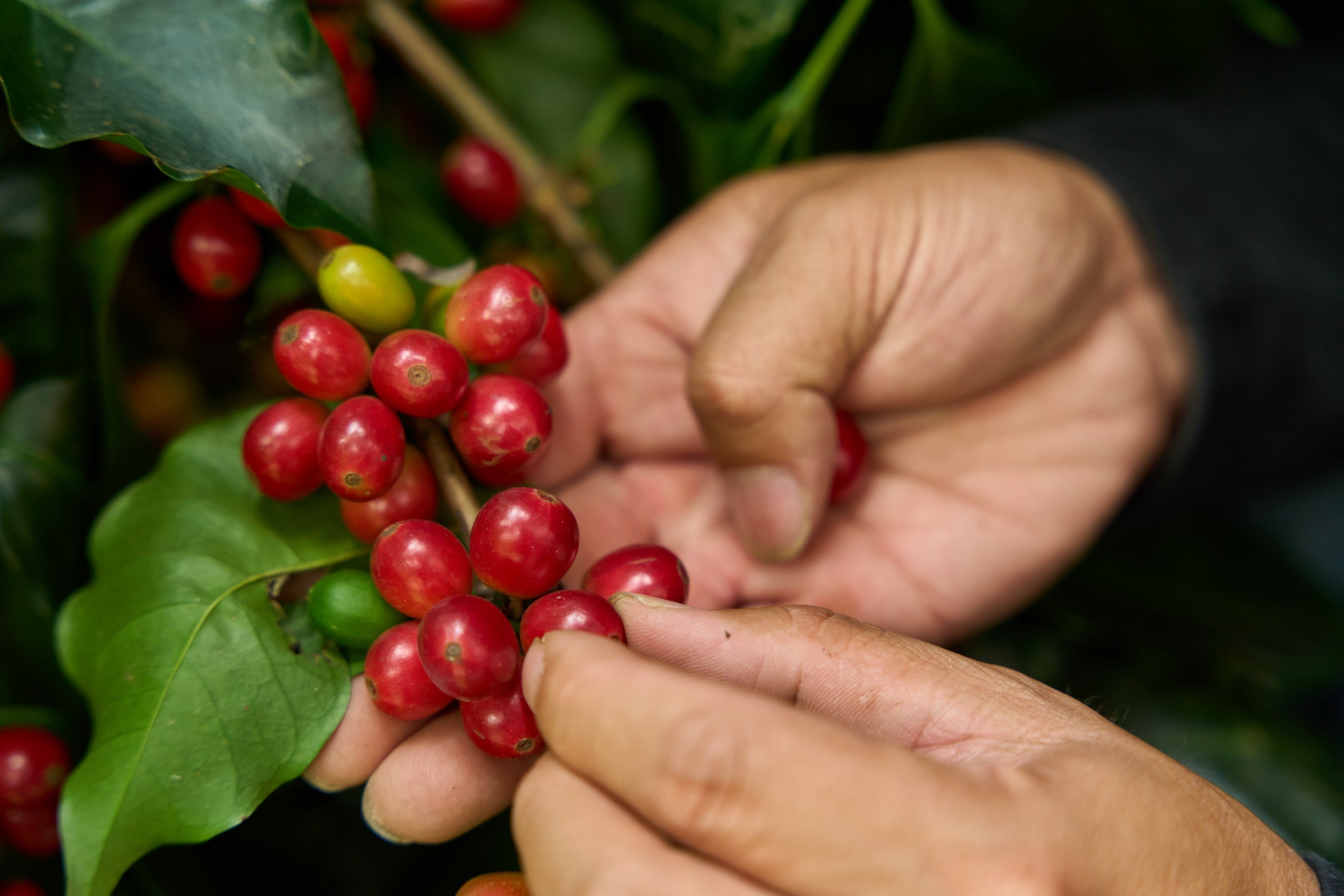 Taiwan Alishan Melastoma Coffee Estate Geisha Natural