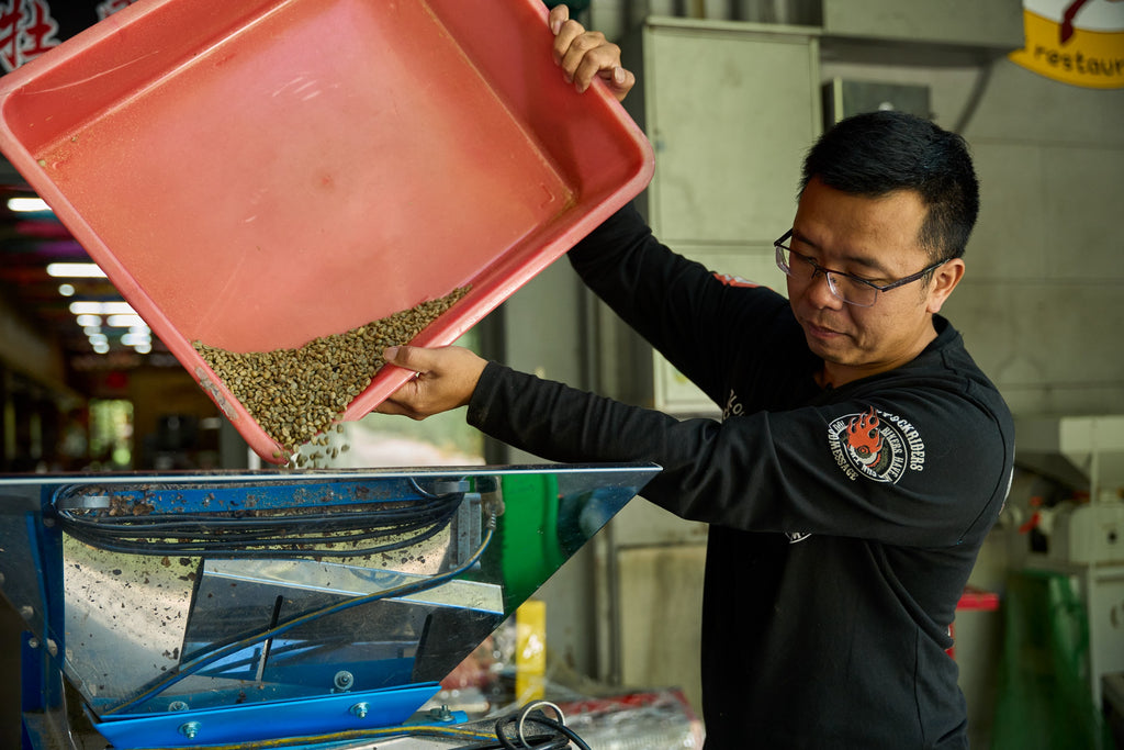 Taiwan Alishan Melastoma Coffee Estate Geisha Natural