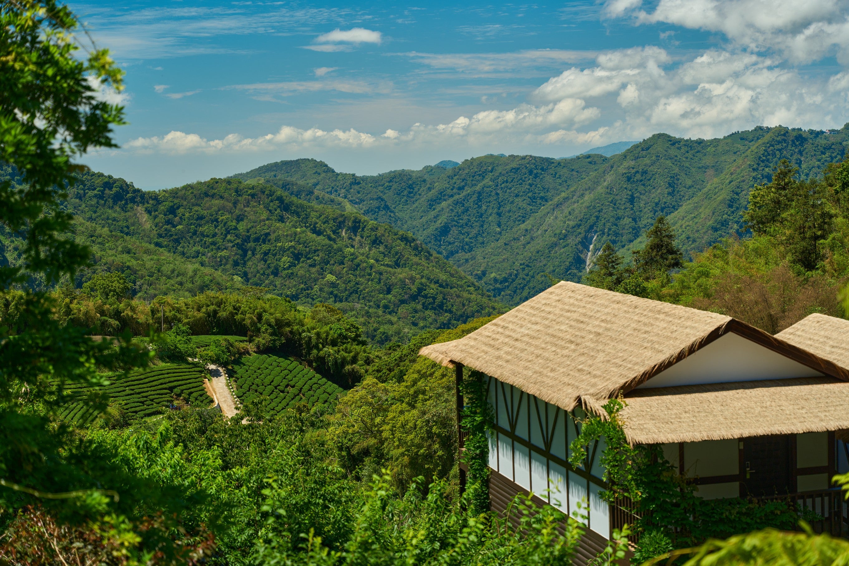 Taiwan Alishan Melastoma Coffee Estate Geisha Natural